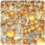 Псилоцибиновые (галлюциногенные) грибы в Гудермесе Psilocybin "Golden Teacher" Псилоцибиновые (галлюциногенные) грибы в Гудермесе Psilocybin "Golden Teacher"