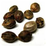 Семена марихуаны АК-47  (Seeds AK-47) в Гудермесе